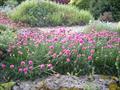 sea pink